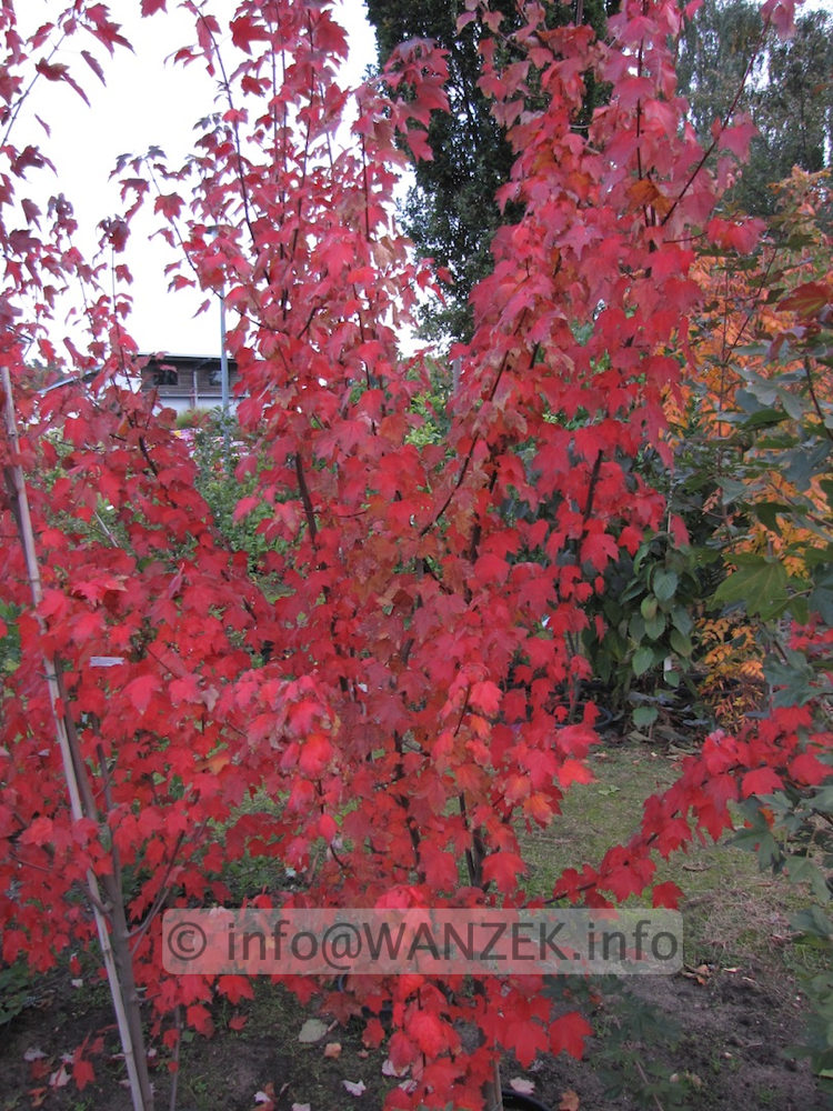 Acer rubrum Autumn Flame Herbstfaerbung 01.JPG